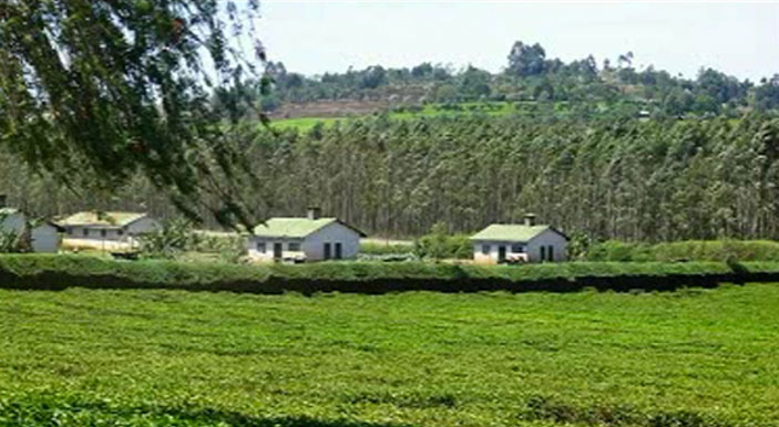 KenyaNandiHills.jpg - Schools in the beautiful Nandi Hills, Kenya have a well-established Consciousness-Based Education programme.