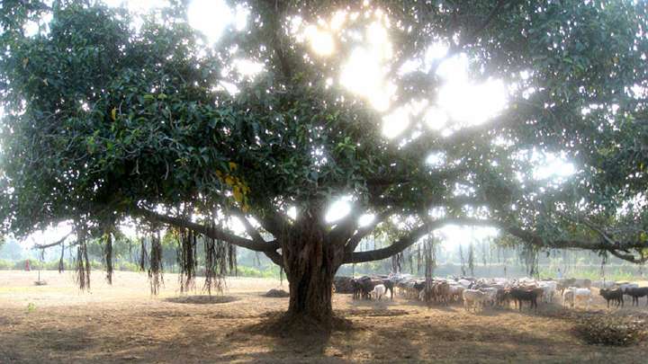 27_brahmasthan.jpg - The International campus is named after the nearby agrarian village of Bijari. Cows congregate every afternoon under this tree outside the village.
