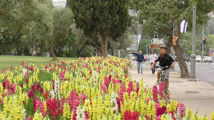 Israel-198s.jpg - Charming flower gardens line the sidewalks in Jerusalem.