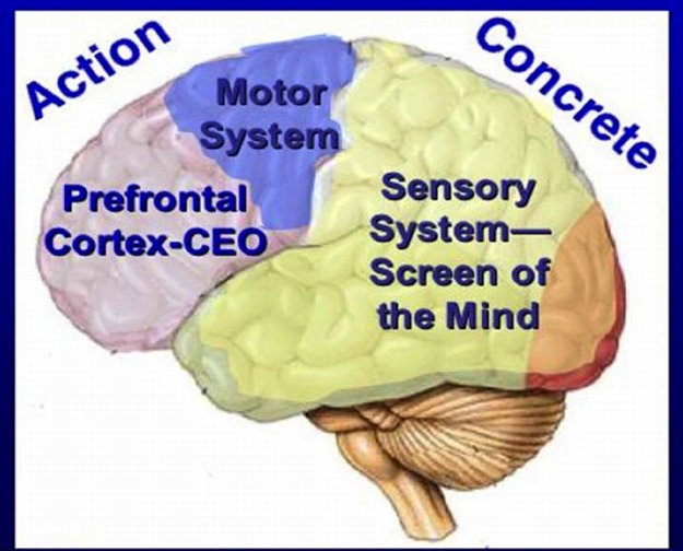 44_Bevan.jpg - The prefrontal cortex is responsible for many different fundamental values of being a human being? judgment, decision-making, planning, impulse control, moral reasoning, working memory, and the Self. In Consciousness-Based Education students achieve maximum development of the brain, especially the pre-frontal cortex, considered to be the CEO.