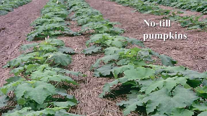Slide13a.jpg - In the spring the farmer mows the cover crop and leaves it in the field to create a thick layer of mulch covering the soil. As the layer of mulch breaks down its nutrients are released into the soil and become available to the crop.