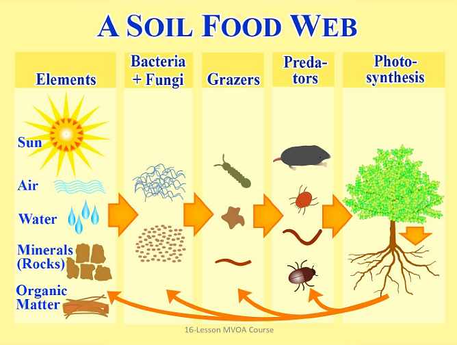 Slide16a.jpg - This chart shows the soil food web. Almost all chemical changes that take place in the soil are due to the biology ? from bacteria and fungi, to grazers and predators, to photosynthesis?creating a sustainable web of nutrients between the soil microorganisms and plants.