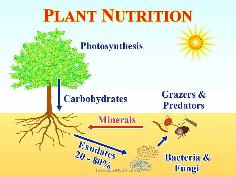 Slide23.jpg - In its cycle of nutrition, plants take the Sun?s energy and through photosynthesis turn it into carbohydrates, proteins, and fats. A significant portion of these nutrients is pushed down through the plant?s stem and released into the soil through its root system. Some of the nutrients feed bacteria and fungi in the soil that are then eaten by grazers and predators. The remaining minerals nourish the plant.