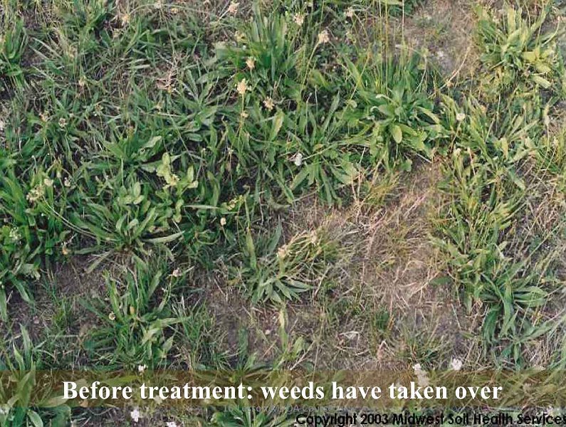 Slide38.jpg - In this image of a mismanaged lawn, we can see that weeds have taken over completely and the grass has died back.