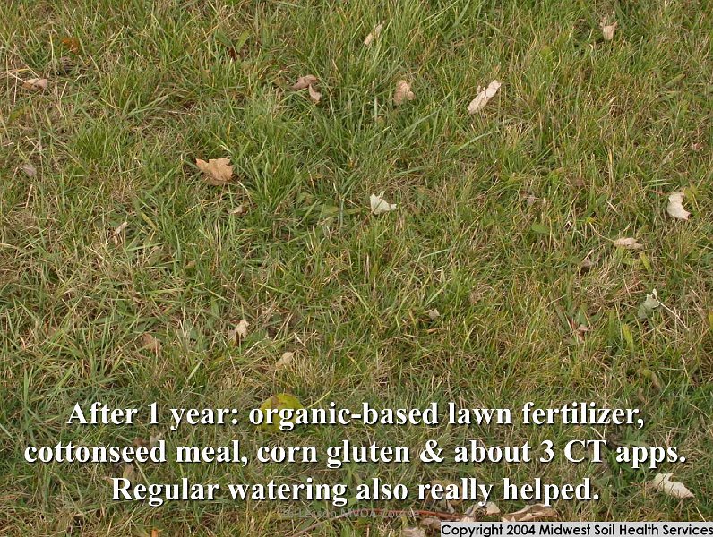 Slide39.jpg - When the area was treated with a combination of an organic-based lawn fertilizer, plus compost, the grass came back within a year, having utilized the nutrients in the compost and with a little help from regular watering.
