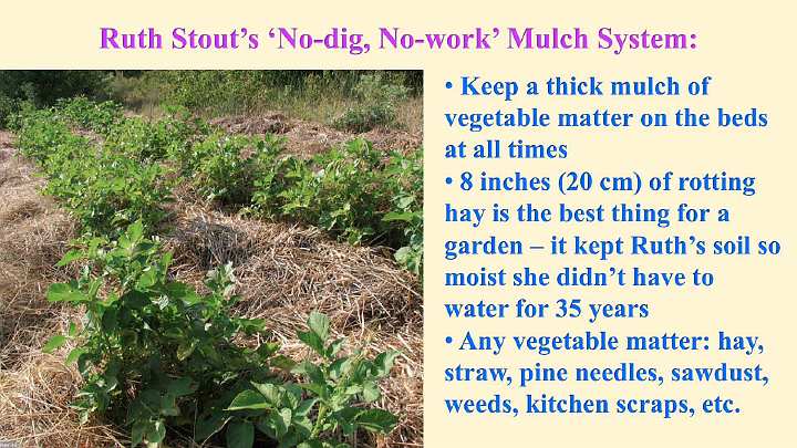 Slide26.jpg - Ruth Stout, called the queen of no-dig gardening, uses an 8-inch matt of organic mulch on top of the ground. She plants her seeds directly into the bed of mulch and in time, as the image shows, she has bountiful healthy crops? all with no digging, no watering, and no weeds.