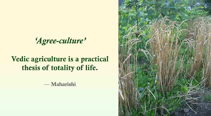 Slide02.jpg - Maharishi called Vedic agriculture ?agree-culture? because the underlying principles and the farming methods of Vedic agriculture agree with the culturing intelligence of Natural Law.