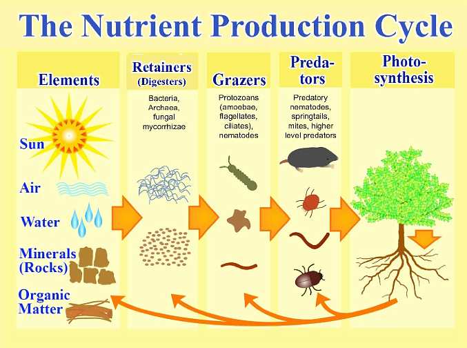 Slide04.jpg - Plant nutrient production is a complex integration of elements? sun, air, water, minerals and organic matter? in conjunction with bacteria, fungal mychorrraeza, nematodes and photosynthesis.