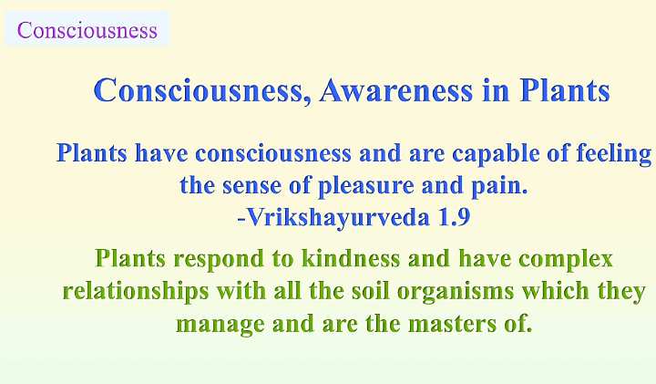 Slide24.jpg - Ancient Ayurvedic texts recognized that plants are capable of feeling both pleasure and pain. Modern science has recently come to a similar conclusion, that plants respond to kindness and have complex relationships with soil organisms.
