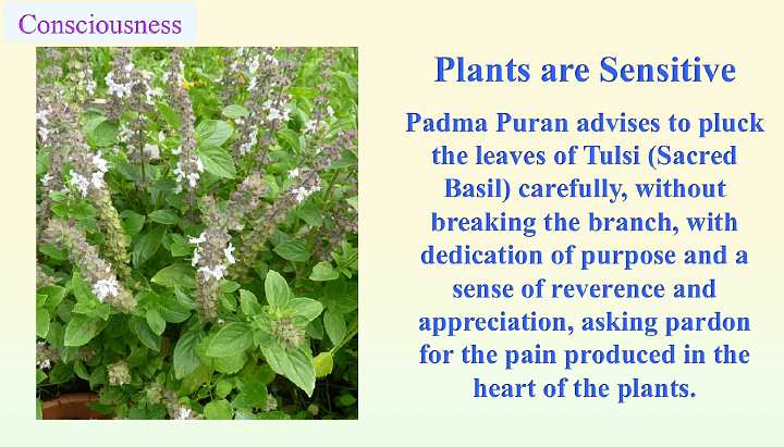 Slide25.jpg - It has been known since ancient Vedic times that plants are sensitive. Padma Purana suggests to the farmer that he/she pick the leaves of the sacred basil plant, known as Tulsi, with great care.