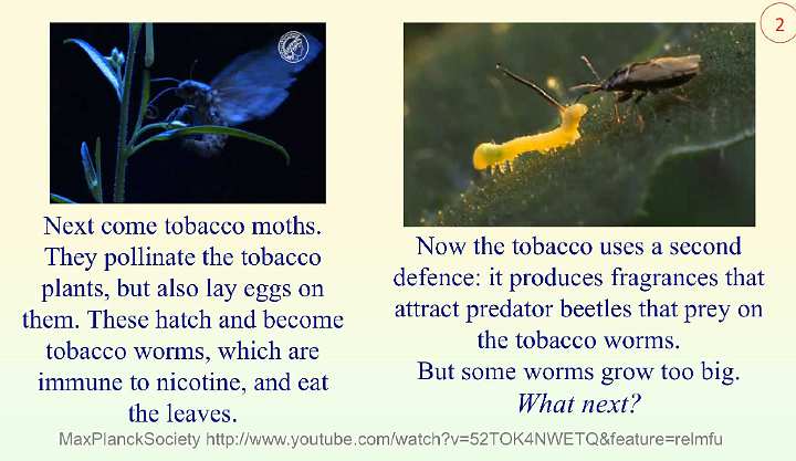 Slide35.jpg - After the tobacco moth pollinates the tobacco plant, it lays eggs on them. The eggs hatch and become worms that eat the leaves. To defend itself the tobacco produces fragrances that attract predator beetles that prey on the worms.