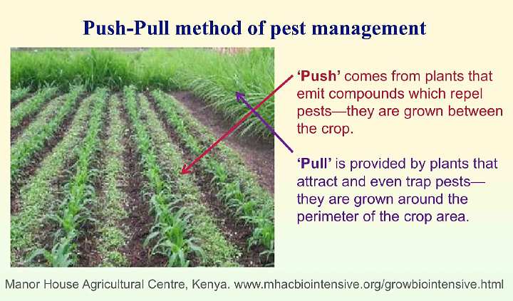 Slide39.jpg - In organic gardening the push-pull method of pest management has been successfully used. Plants that emit compounds that repel pests are grown in rows in between the crop. Plants that attract and even trap pests are grown around the perimeter of the crop area.