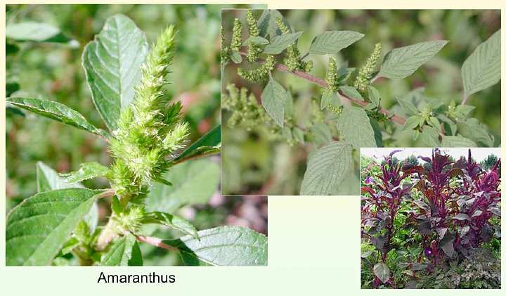Slide45.jpg - Sometimes plants that grow in the wild, and could be considered weeds or invasive, like amaranthus, are actually plants that have great food value, are beneficial for the soil, and they re-seed themselves.