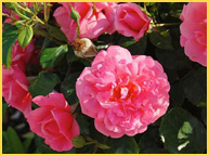 rk_veda.jpg - The East garden: Maharishi Vedic Gardens are laid out in four cardinal directions?north, south, east, and west?and four intermediary directions?northeast, northwest, southeast, and southwest. The colours and the flowers, herbs, fruits and vegtables in the eight directions of Vedic Garden are chosen according to the main planetary influences in the eight directions of the garden.